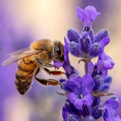Where are all the bees? - Sage Lavender Scent